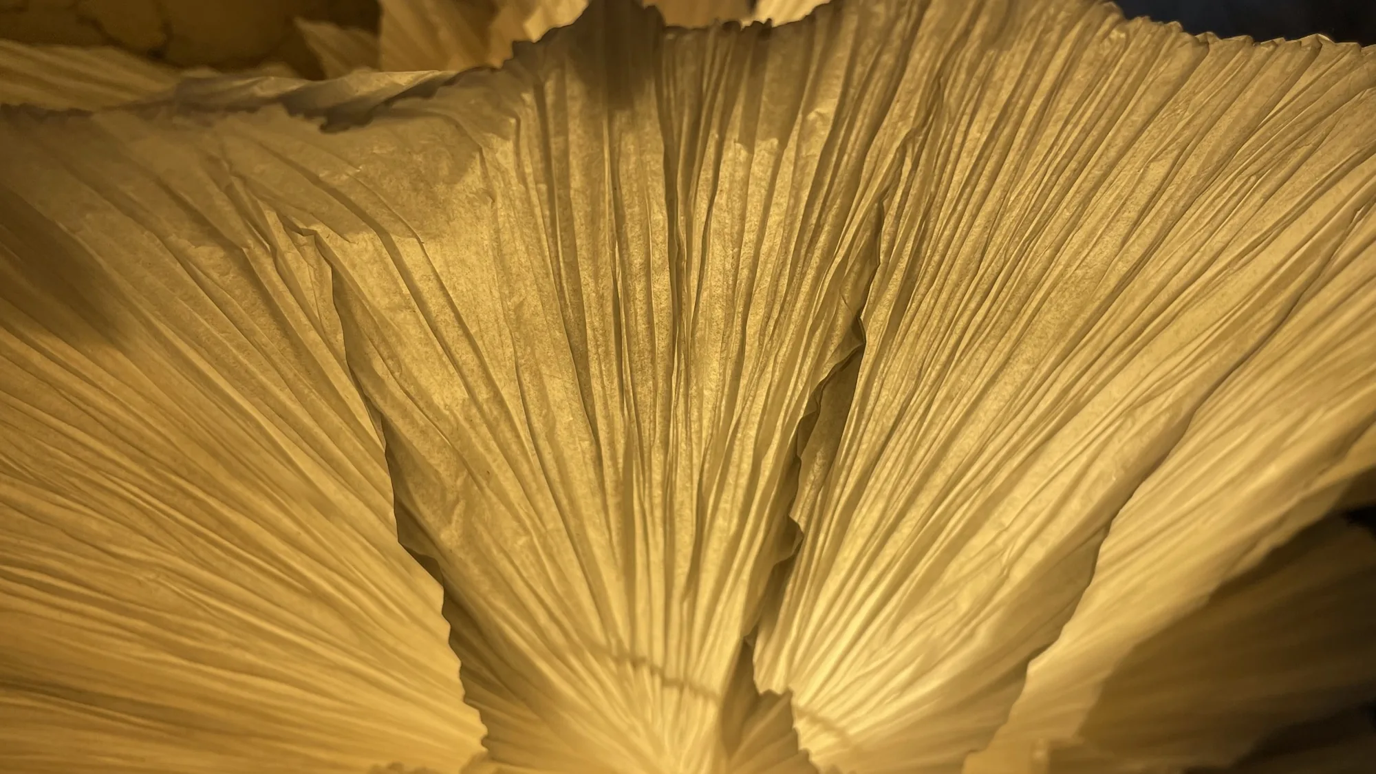 Gelbes, fächerartig gefaltetes Papier im Gegenlicht, Nahaufnahme der Papierstruktur